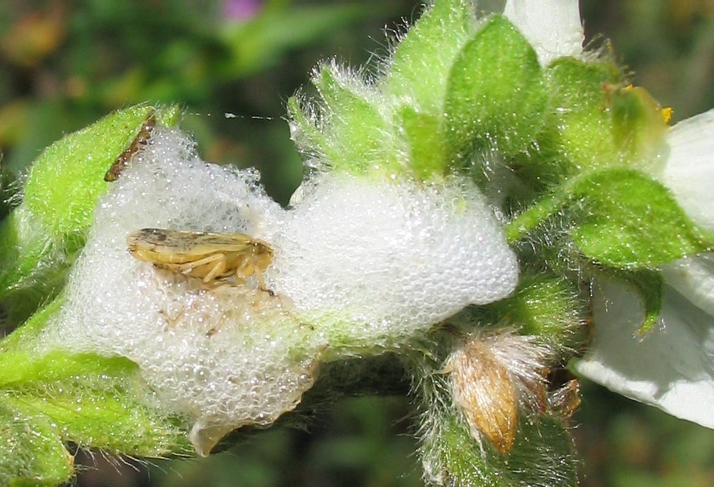 Philaenus spumarius (Homoptera, Cercopidae)